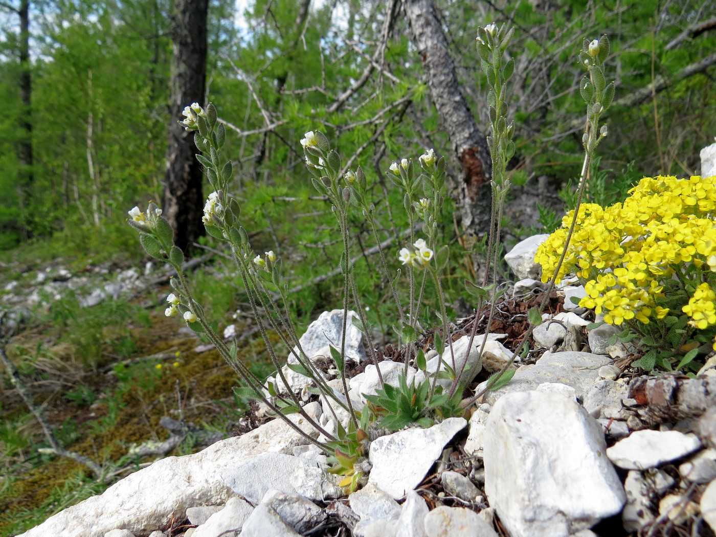 Изображение особи Draba baicalensis.