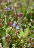 Glechoma hederacea