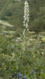 Aconitum orientale