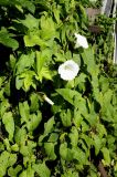 Calystegia sepium