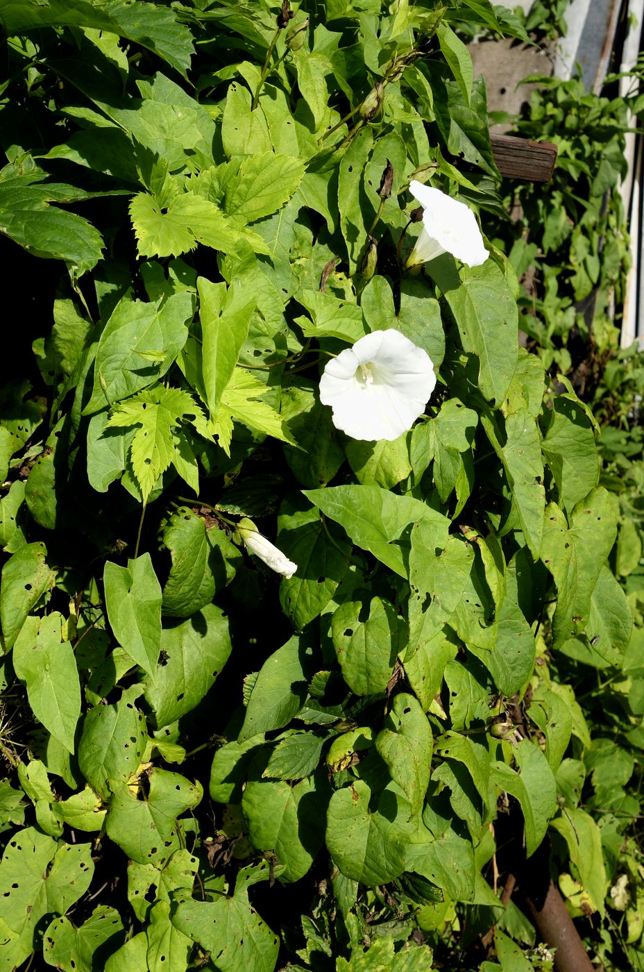 Изображение особи Calystegia sepium.