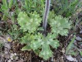 Ranunculus sprunerianus