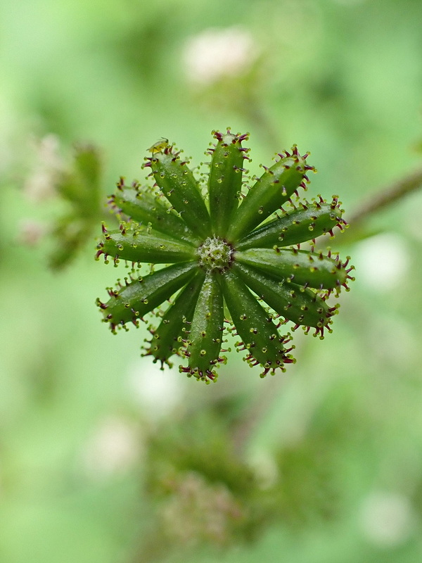 Image of Adenocaulon adhaerescens specimen.