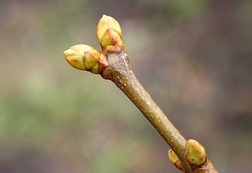 Image of Syringa vulgaris specimen.