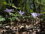 Crocus speciosus