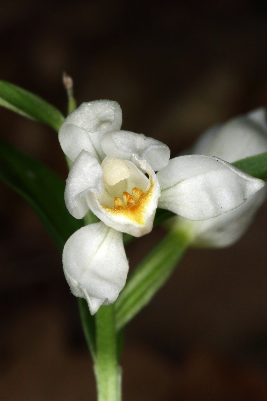 Image of Cephalanthera damasonium specimen.