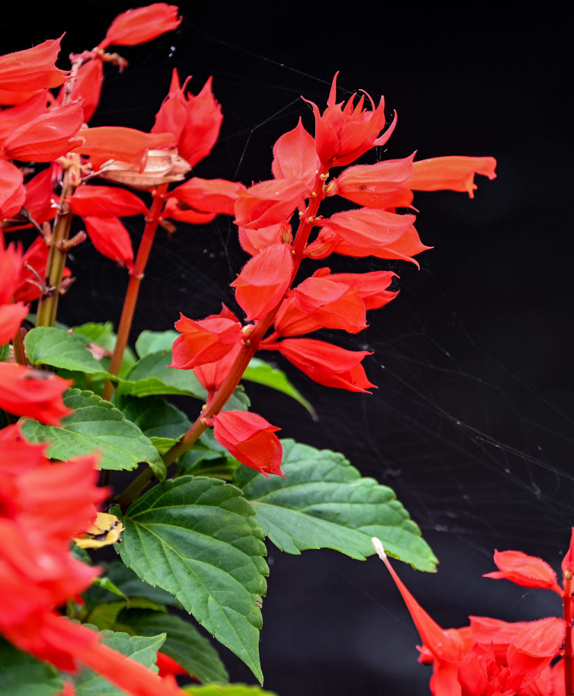 Image of Salvia splendens specimen.