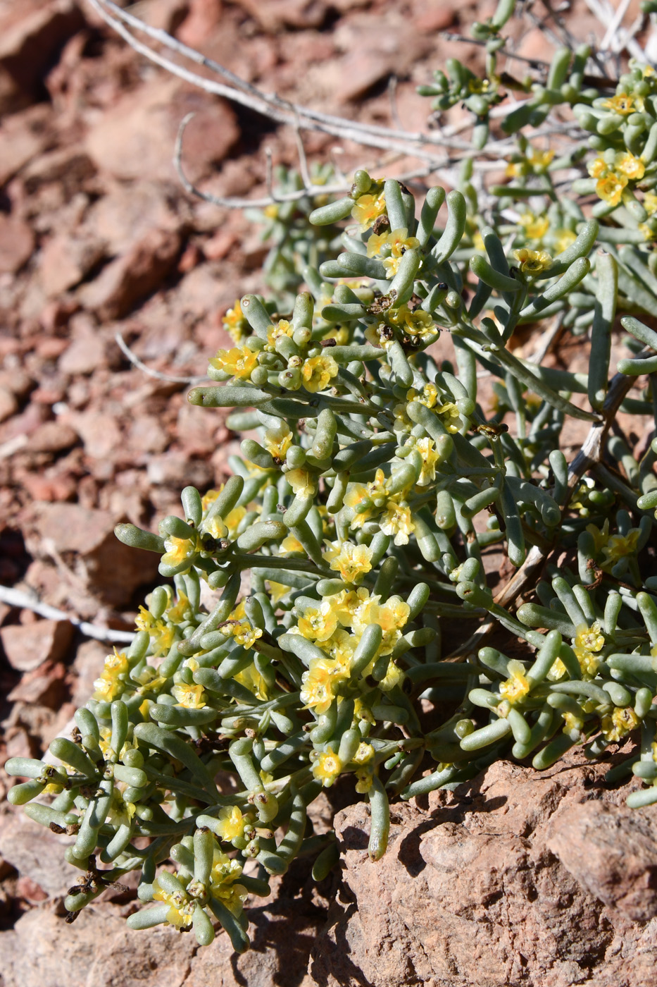 Image of Iljinia regelii specimen.