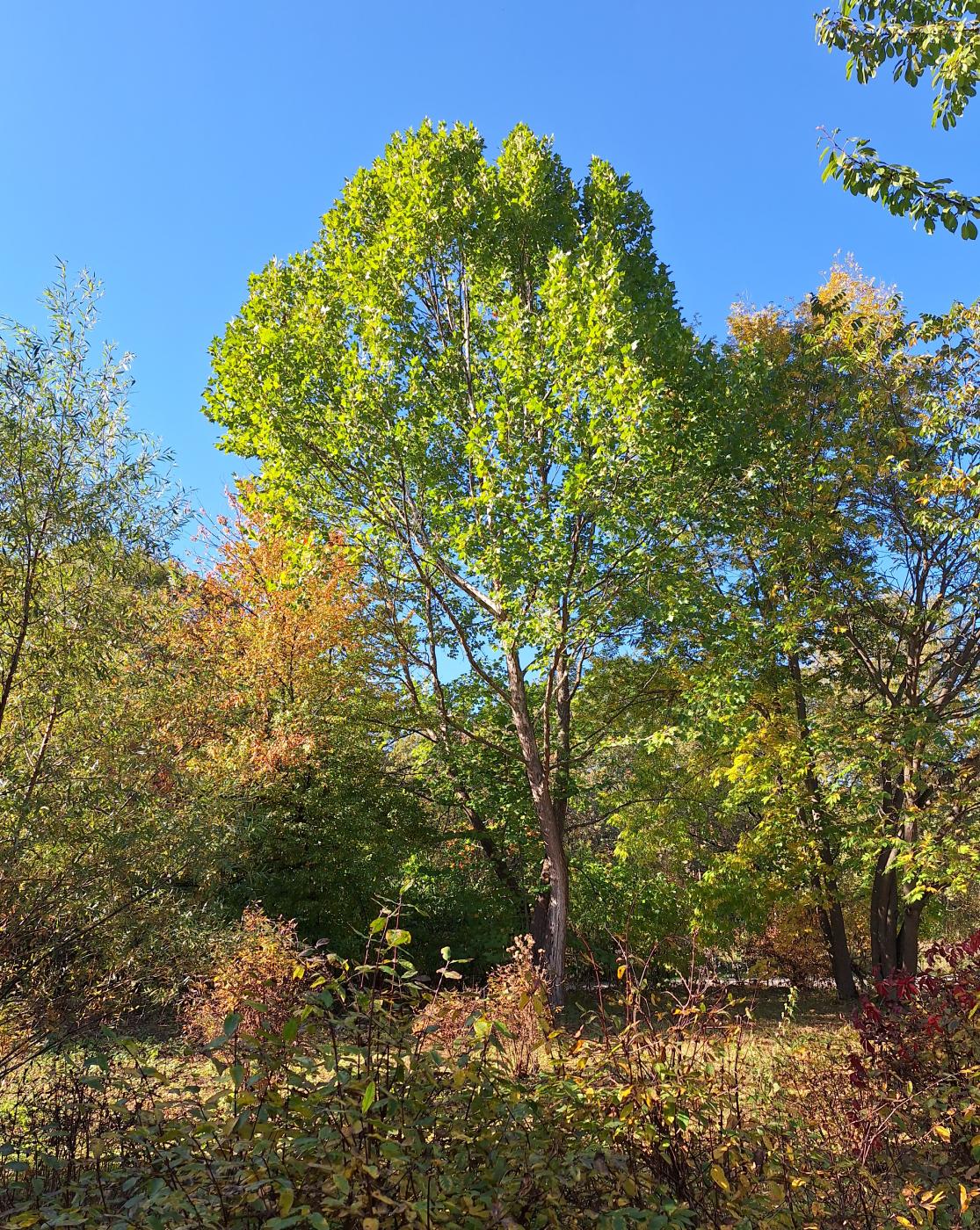 Image of Platanus occidentalis specimen.