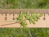 Asplenium ruta-muraria. Верхушка вайи с сорусами. Карачаево-Черкесия, Зеленчукский р-н, гора Джисса, ≈ 1400 м н.у.м., склон балки, на известняковом останце. 15.06.2024.