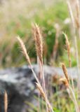 Trisetum spicatum