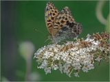 Buddleja davidii. Верхушка соцветия с питающейся бабочкой-перламутровкой (Argynnis paphia). Московская обл., Раменский р-н, окр. дер. Хрипань, садовый участок. 19.08.2019.