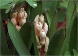 Hyacinthus orientalis. Развивающиеся соцветия и листья. Московская обл., Раменский р-н, окр. дер. Хрипань, садовый участок. 22.04.2025.