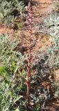 Orobanche pubescens. Цветущее растение. Израиль, г. Ашдод, газон. 01.03.2011.