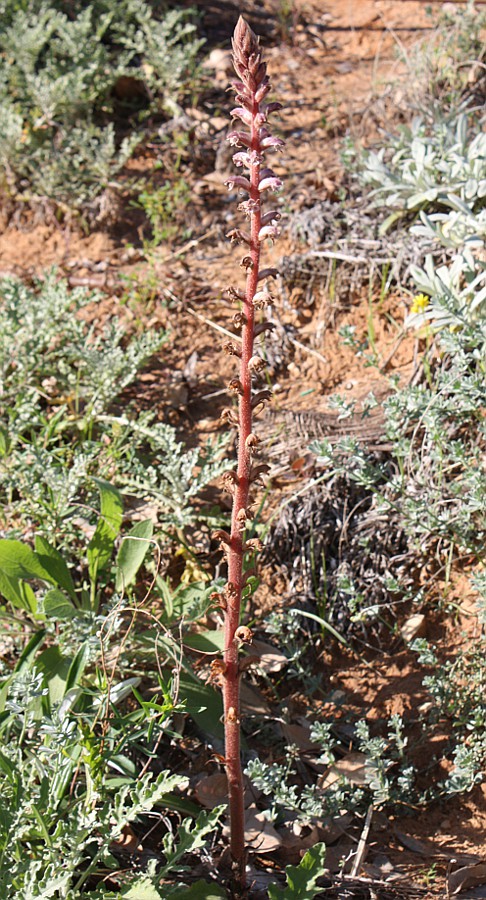 Image of Orobanche pubescens specimen.