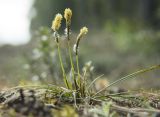 Carex ericetorum