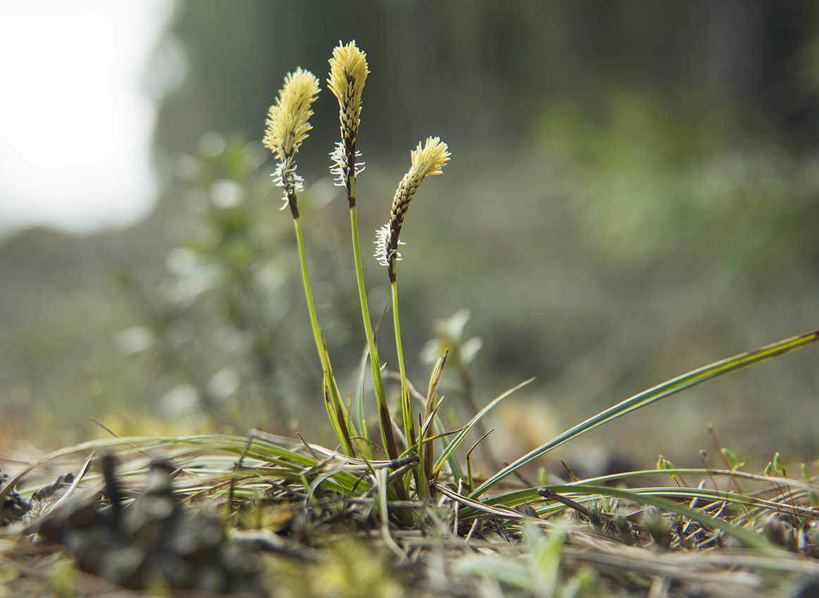 Image of Carex ericetorum specimen.