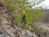 род Chamaecytisus