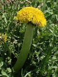 Taraxacum officinale. Фасциированный побег с соцветием. Хабаровский край, окр. г. Комсомольск-на-Амуре, обочина грунтовой дороги. 19.05.2025.