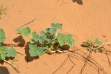 Astragalus citoinflatus