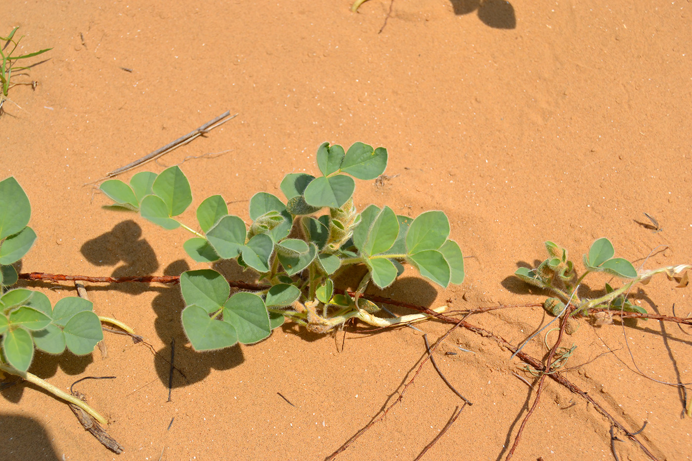 Image of Astragalus lehmannianus specimen.