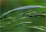 familia Poaceae. Часть соцветия и лист. Московская обл., Раменский р-н, окр. дер. Хрипань, садовый участок. 11.06.2025.