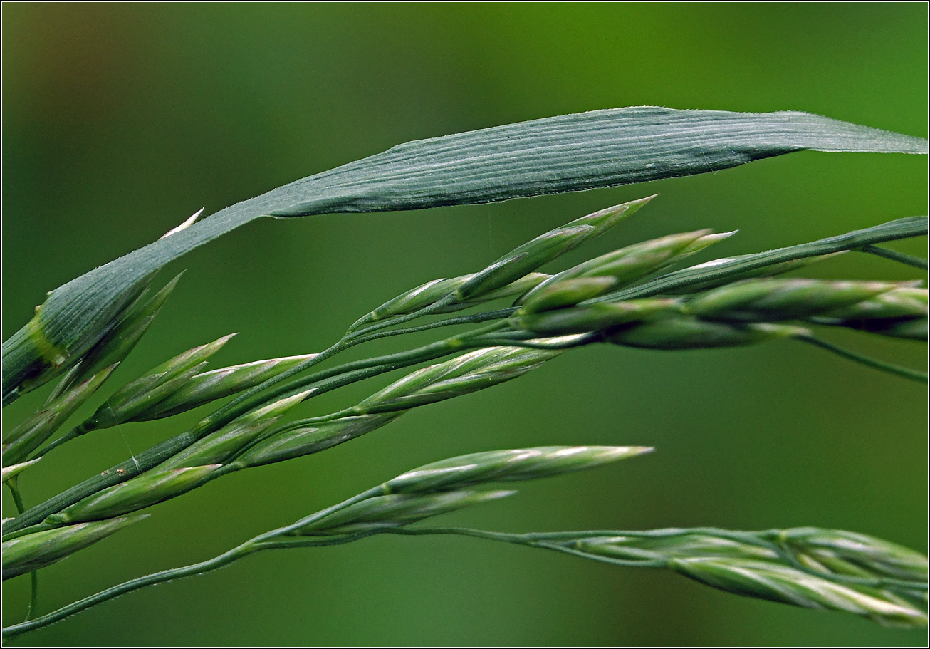 Image of Festuca arundinacea specimen.