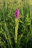 Dactylorhiza incarnata. Цветущее растение. Санкт-Петербург, Красносельский р-н, ок. Дудергофского озера. 15.06.2025.