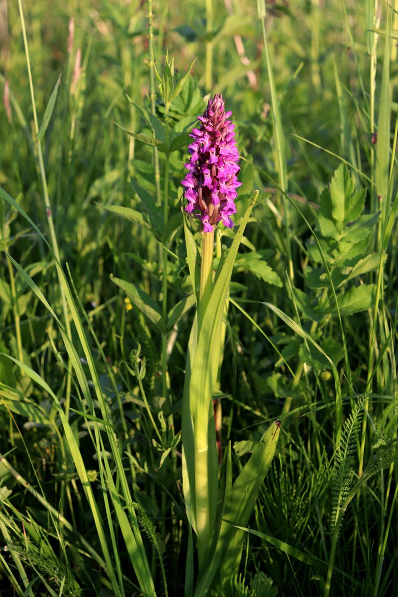 Изображение особи Dactylorhiza incarnata.