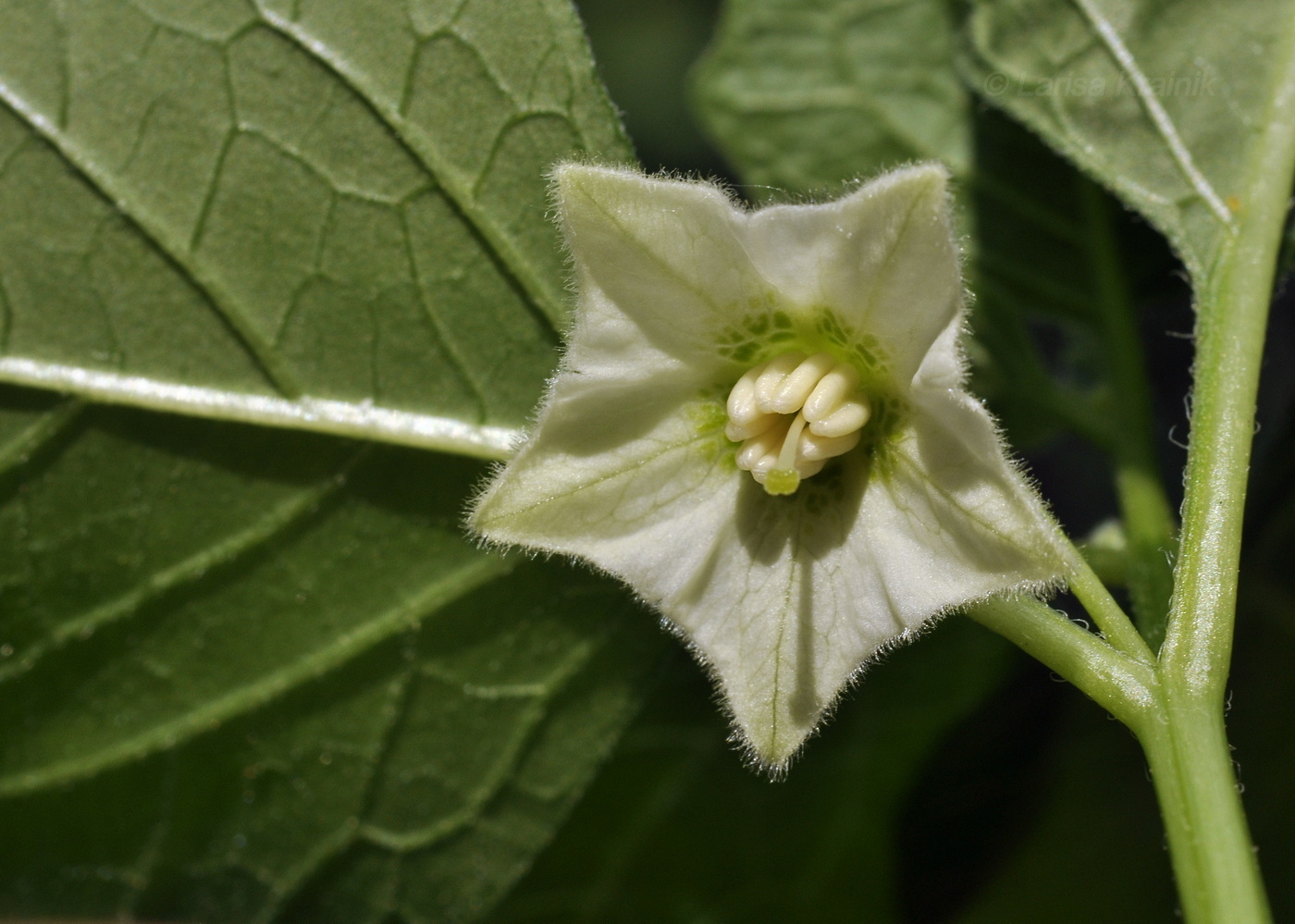 Image of Alkekengi officinarum var. franchetii specimen.