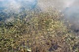 Potamogeton lucens