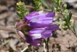 genus Astragalus
