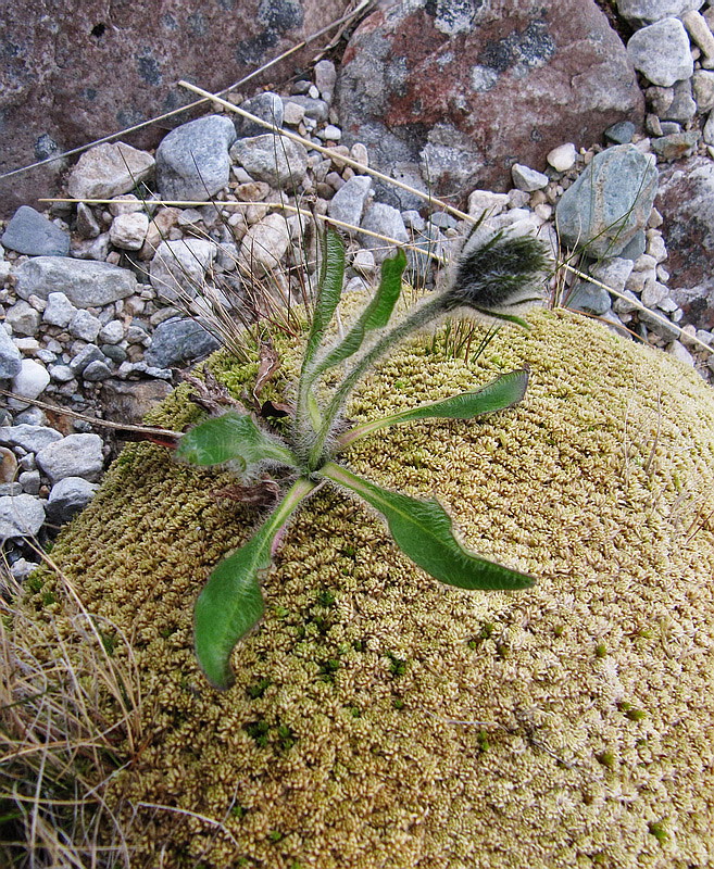 Изображение особи Hieracium alpinum.