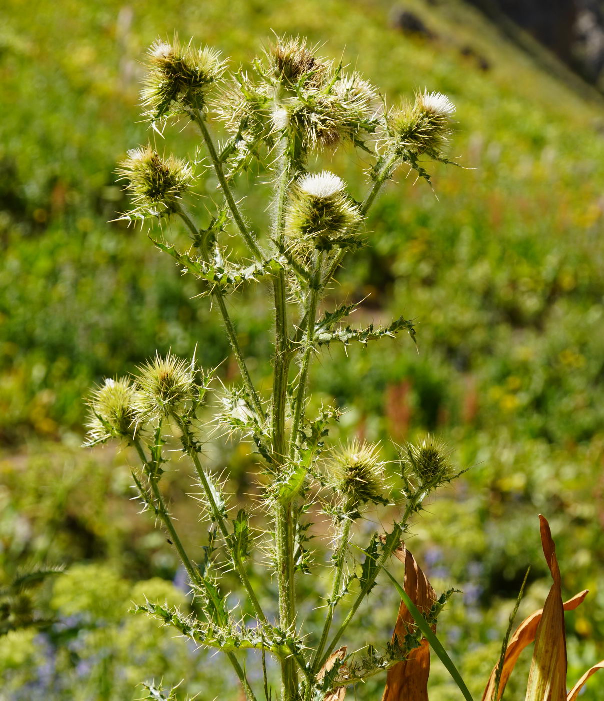 Изображение особи род Cirsium.