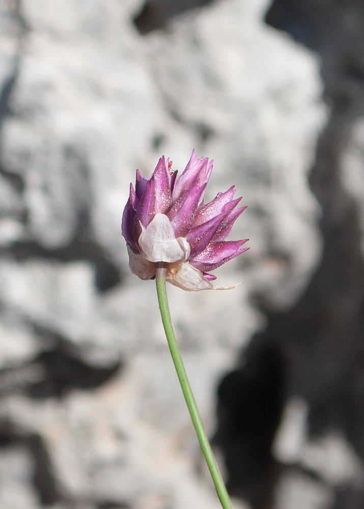 Image of genus Allium specimen.