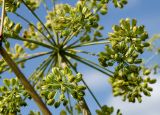 Archangelica officinalis. Часть незрелого соплодия. Пермский край, Кишертский р-н, высокий берег р. Сылва, береговая терраса. 10 августа 2024 г.