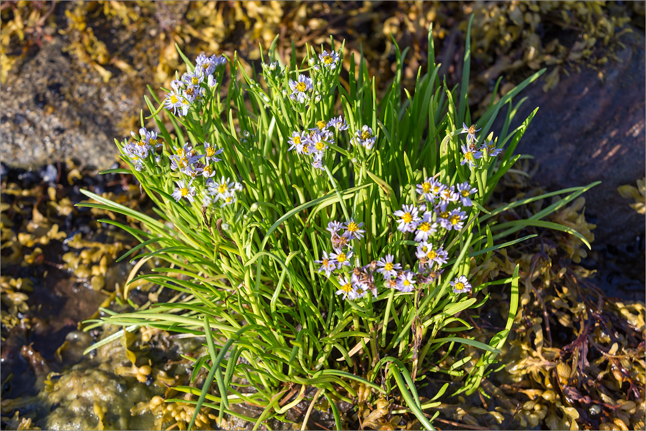 Изображение особи Tripolium pannonicum ssp. tripolium.