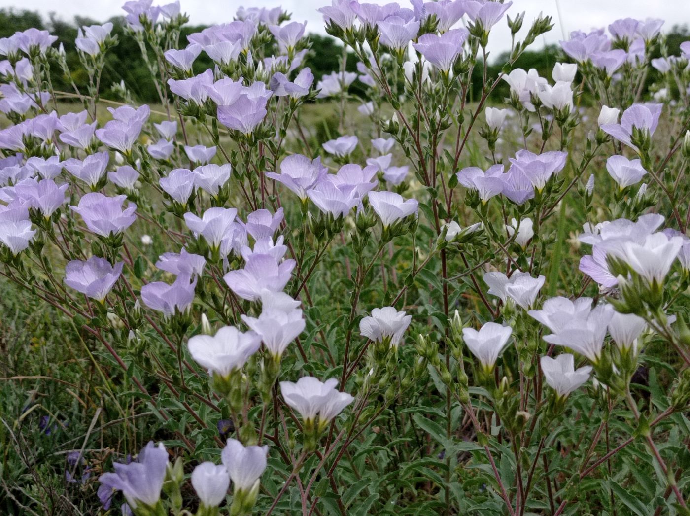 Изображение особи Linum lanuginosum.