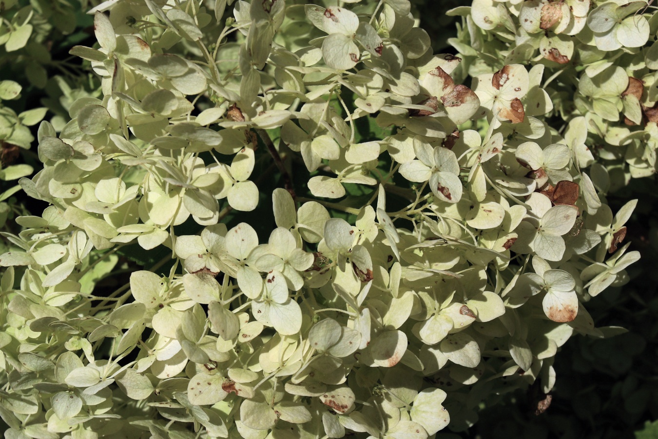 Изображение особи Hydrangea arborescens.
