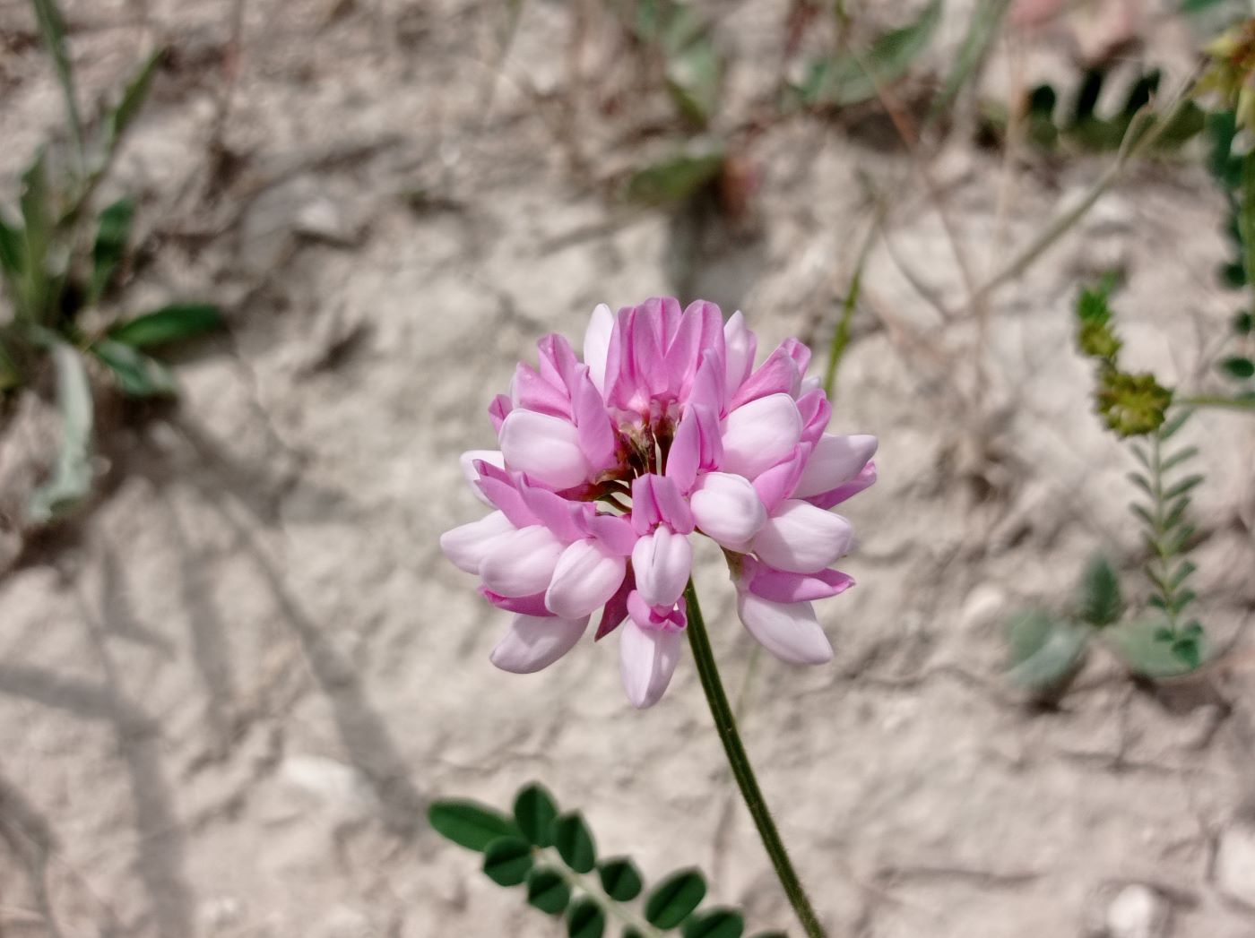 Image of Securigera varia specimen.
