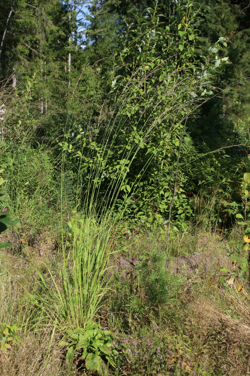 Изображение особи Molinia caerulea.