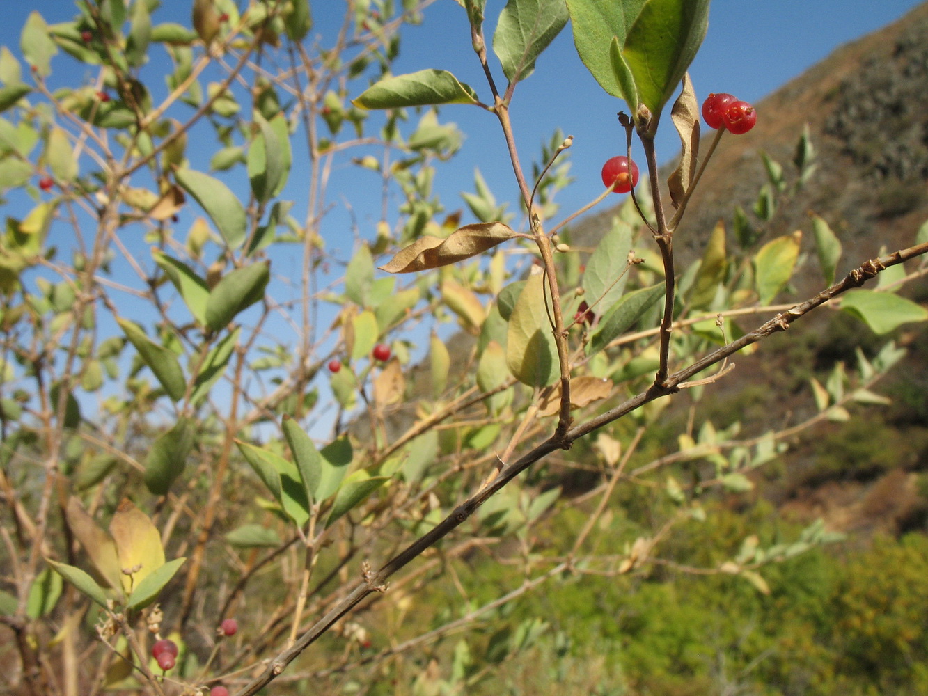 Изображение особи Lonicera korolkowii.