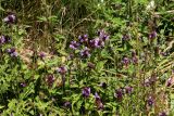 Prunella vulgaris