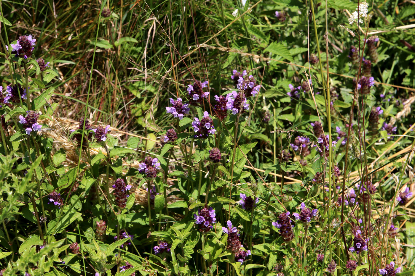 Изображение особи Prunella vulgaris.