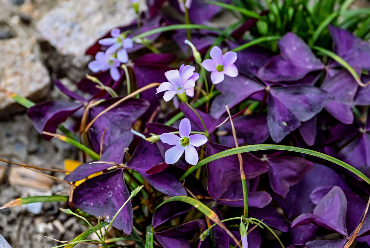Image of Oxalis triangularis specimen.