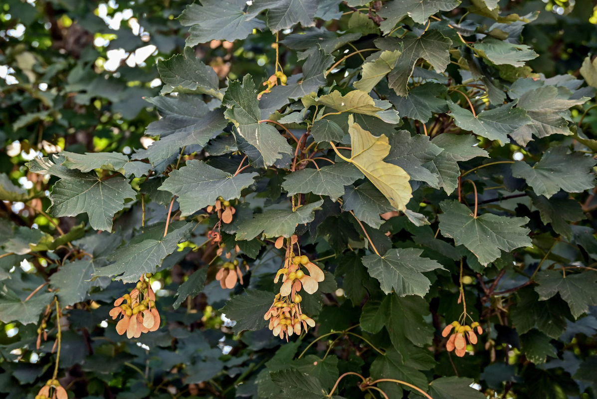 Изображение особи Acer pseudoplatanus.