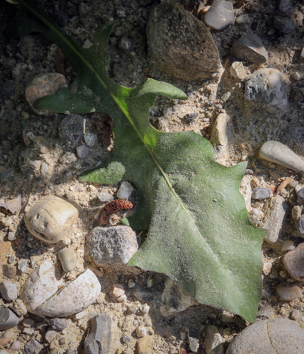 Изображение особи семейство Asteraceae.
