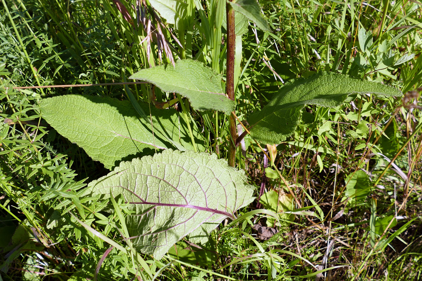 Изображение особи Verbascum nigrum.