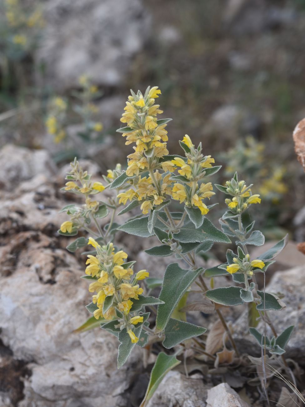 Восточная Турция и немного Месопотамии (май 2025 г.)