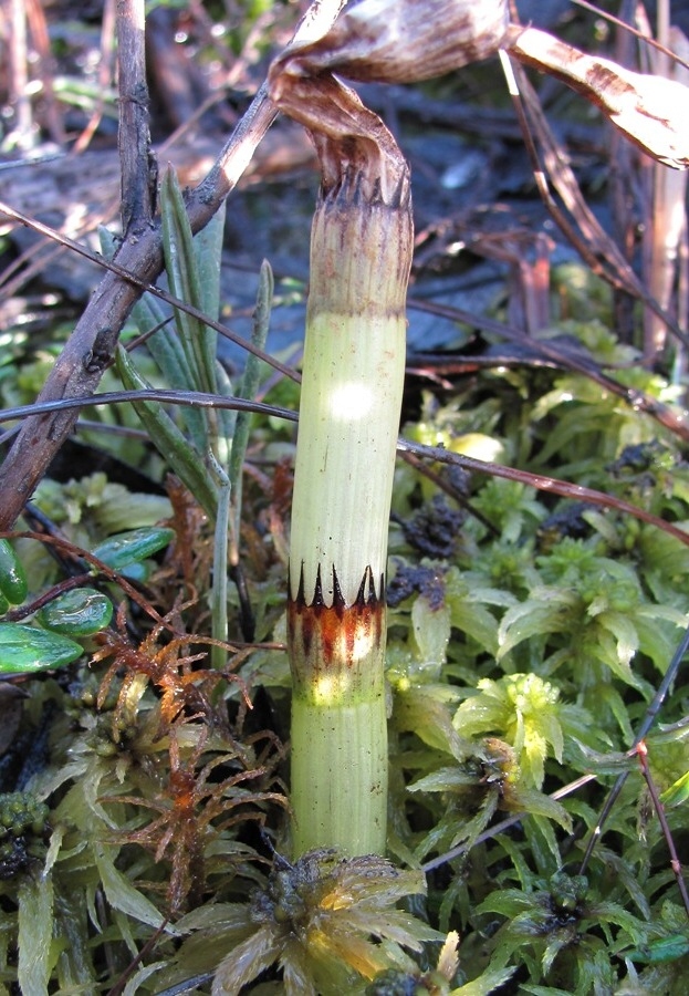 Image of Equisetum fluviatile specimen.